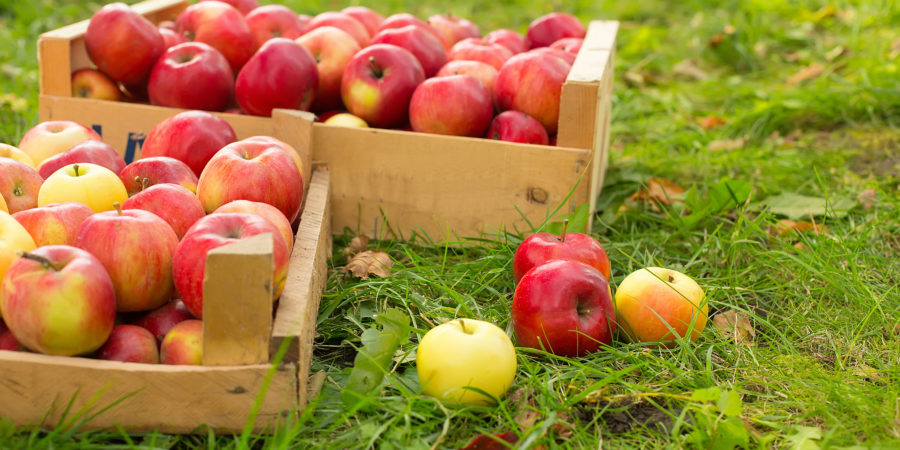 Where to pick apples in Philadelphia